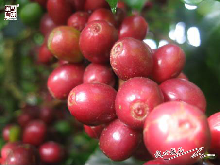 155264095448109.jpg 43.jpg