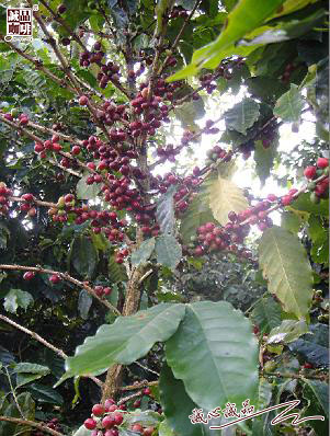 155264096741594.jpg 44.jpg