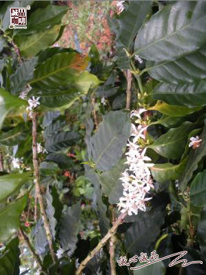 155264103510379.jpg 46.jpg