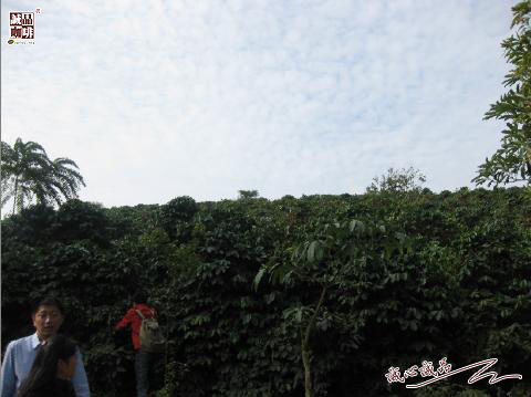 155264106021442.jpg 47.jpg