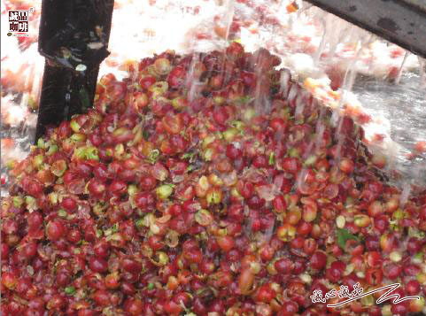 155264249949086.jpg 56.jpg